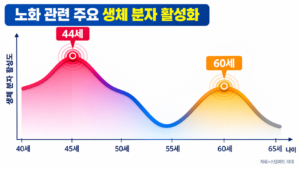 노화 사이클의 진실: 44세·60세, 두 번의 변곡점에서 챙겨야 할 것들